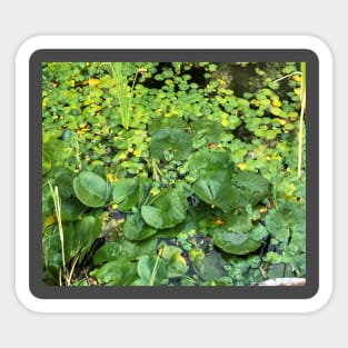 Lilly Pads Sticker